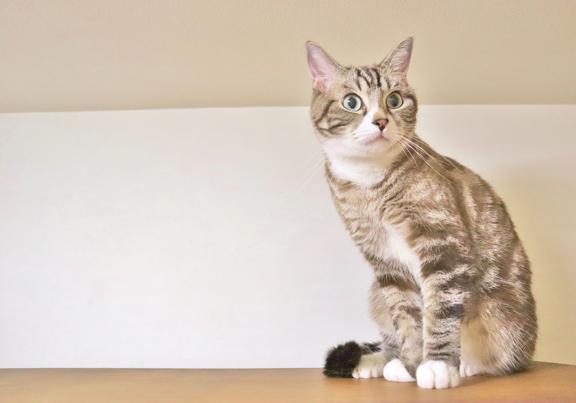 INFPって猫みたい？ 共感ポイントと意外な違いを徹底解説！｜MBTIラボ